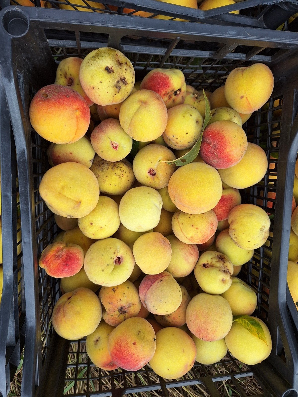 Abrikoos perziken. Uniek fruit., Ophalen of Verzenden