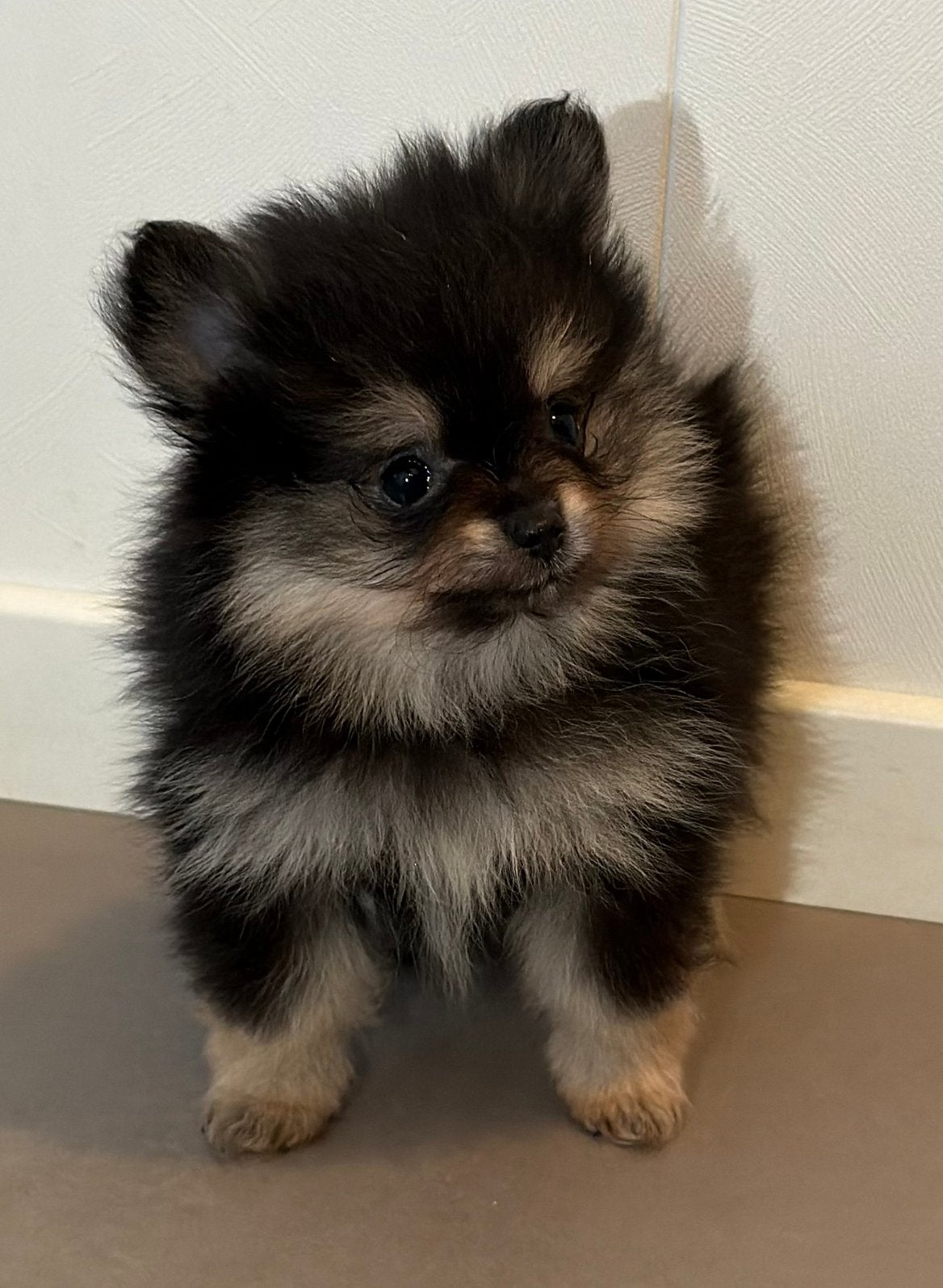 Pomeriaan puppy’s met NL FCI stamboom show kwaliteit, Keeshond, CDV (hondenziekte), 8 tot 15 weken, Meerdere