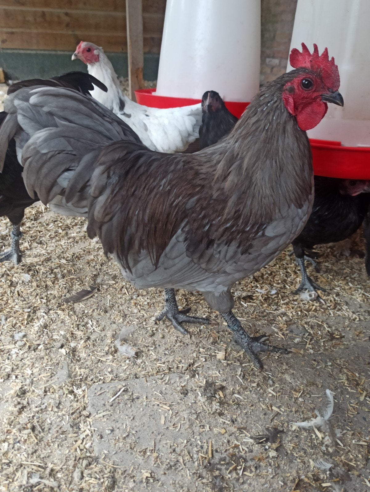 australorp kriel 1+3