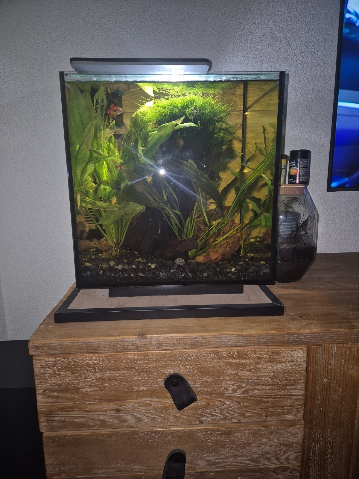 Superfish Qubiq 60 liter aquarium., Ophalen, Inclusief deksel, Zo goed als nieuw, Gevuld zoetwateraquarium