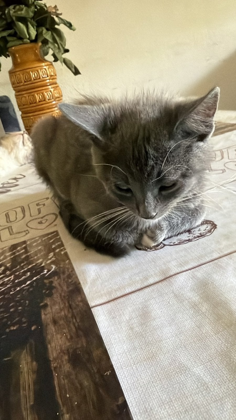 🐱 lieve en gezellige kit, Meerdere dieren, Kortharig, 0 tot 2 jaar