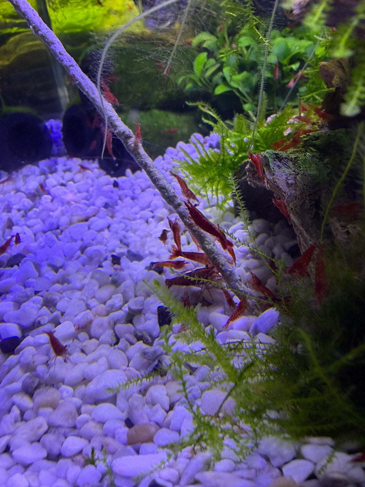 Jongen neocaridina garnalen 🦐, Kreeft, Krab of Garnaal