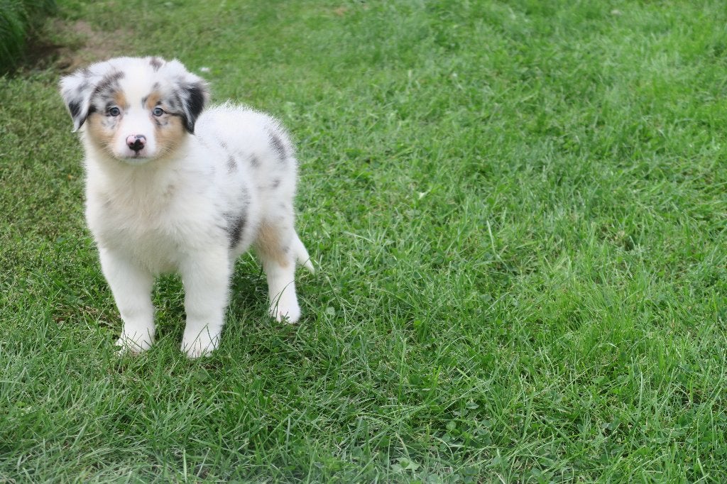 Foto 9 van Leuke Australian Shepherd pups