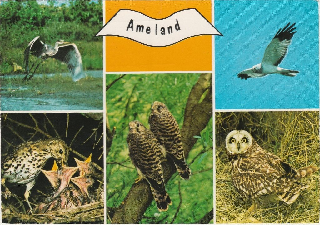 AMELAND Vogels, Verzenden, 1960 tot 1980, Gelopen, Waddeneilanden