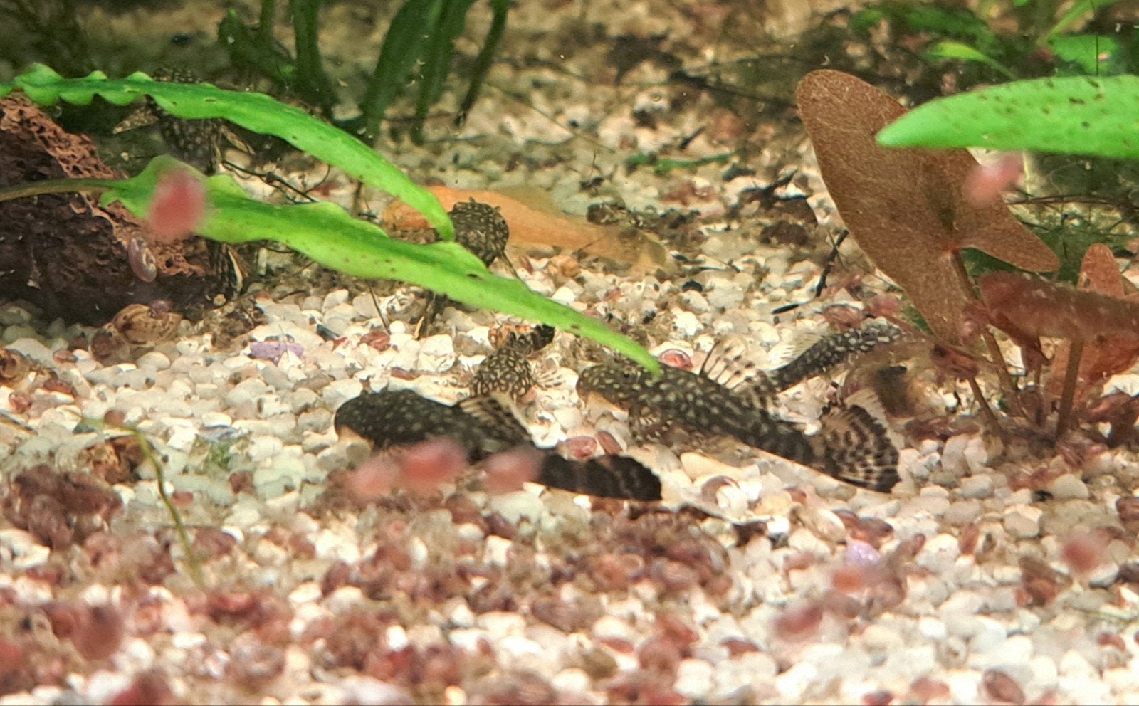 Ancistrus Dolichopterus, Vis, Zoetwatervis