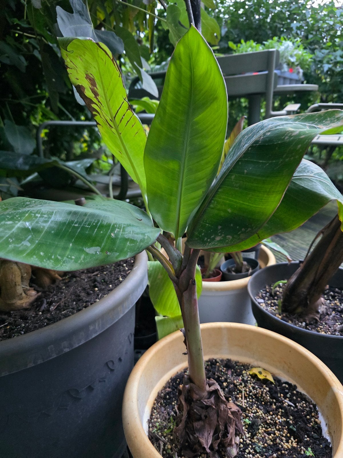 Musa Red Dacca bananenplant, Ophalen, Overige soorten, In pot, Minder dan 100 cm