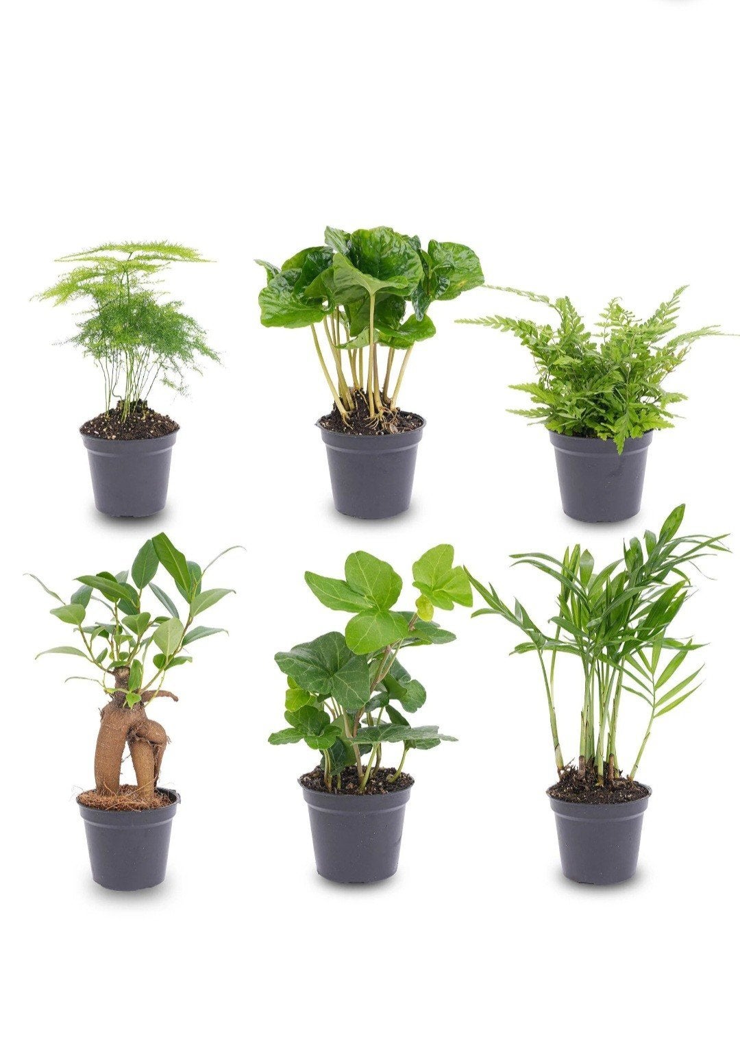 Plant care, Planten opvang omgeving sneek., Ophalen, Overige soorten, Volle zon