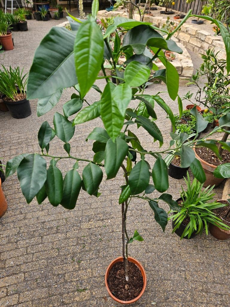 Citrus aurantium ofwel bittersinaasappel, Tuin en Terras, Planten | Tuinplanten, Ophalen, Vaste plant, Overige soorten, Volle zon