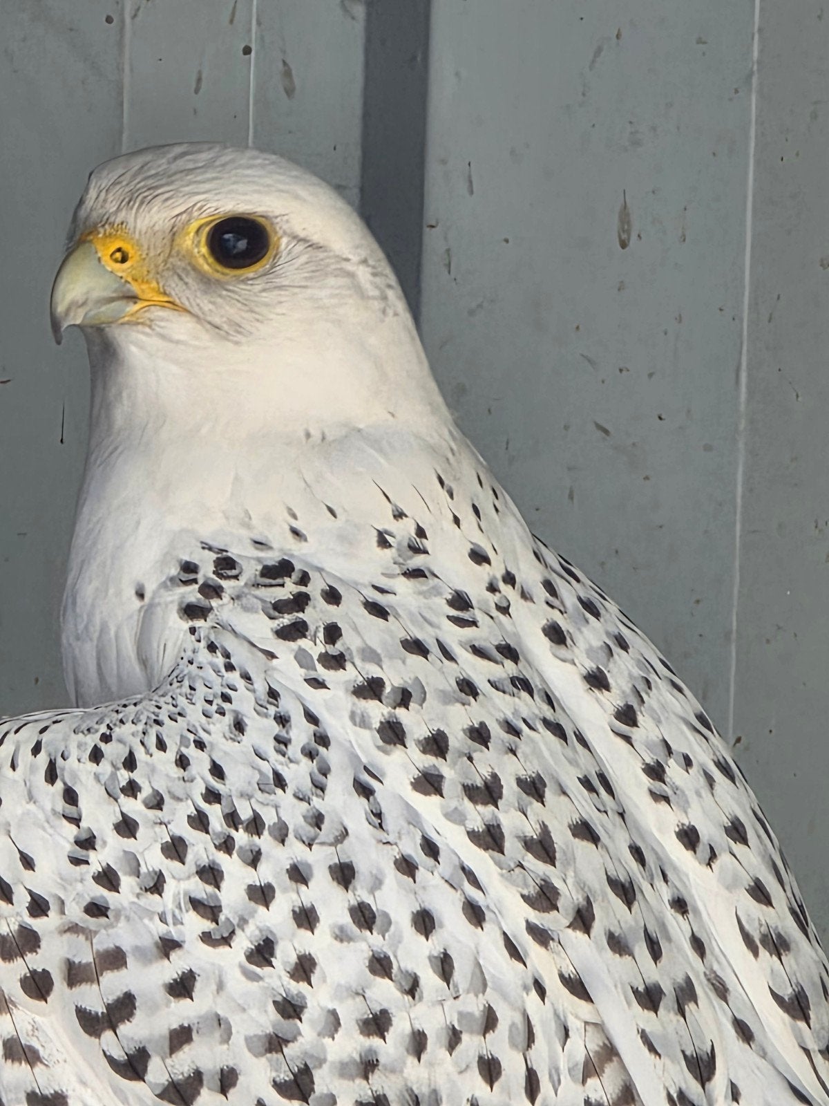 Prachtige Mooie Zuivere Witte Giervalk Tarsel, Mannelijk, Roofvogel, Geringd
