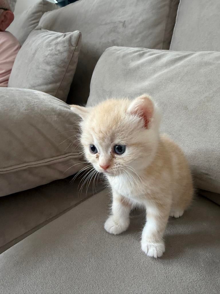 Kittens, Dieren en Toebehoren, Meerdere dieren