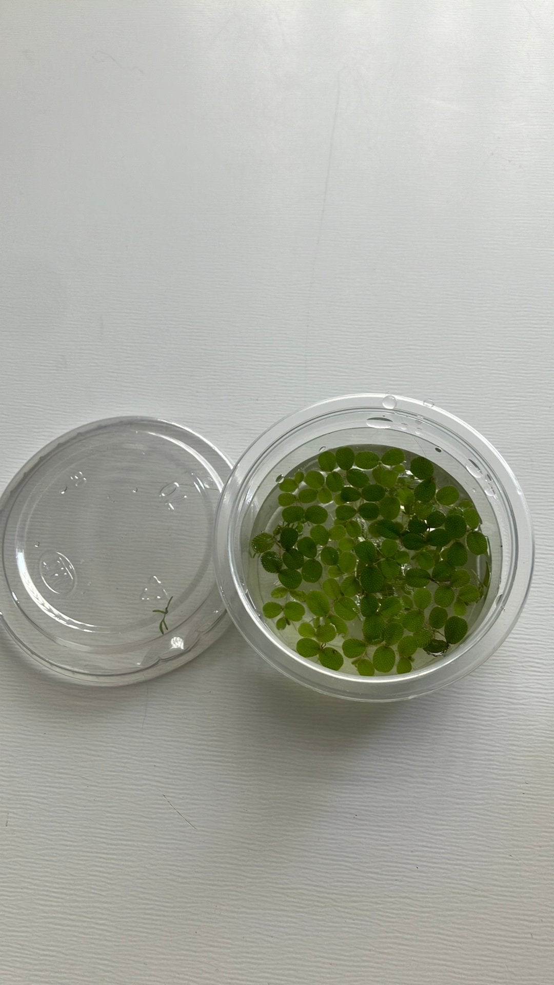 Bakje aquarium drijfplantjes Salvinia minima, Ophalen of Verzenden, Plant(en), Steen of Hout