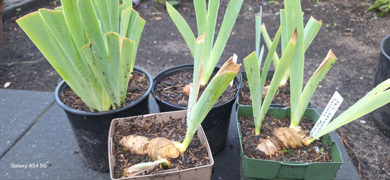 Diverse Irissen: Germanica Blue & Sultan Palace, Tuin en Terras, Planten | Tuinplanten, Volle zon, Vaste plant, Lente, Ophalen
