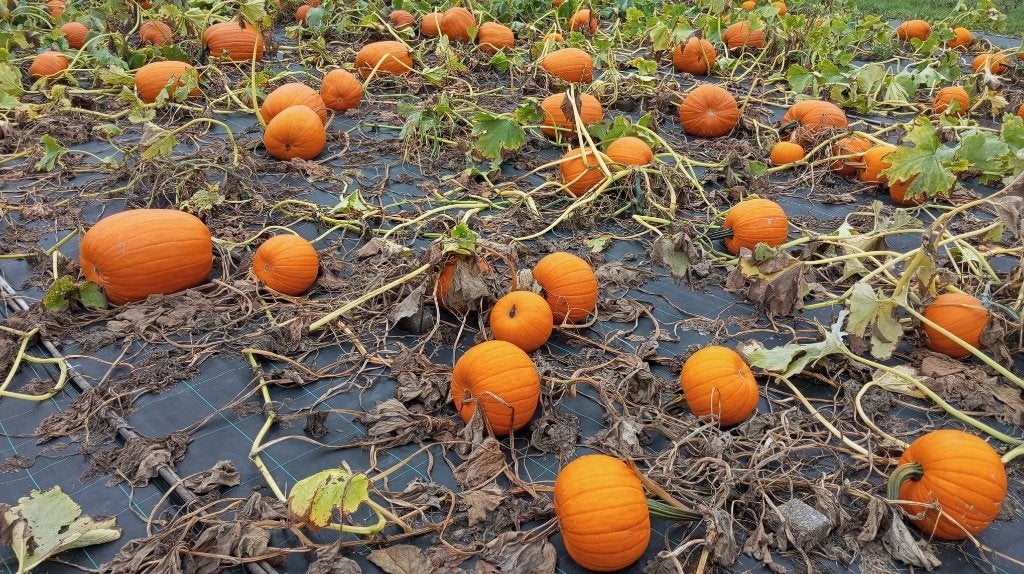 pompoenen, Ophalen, Nieuw