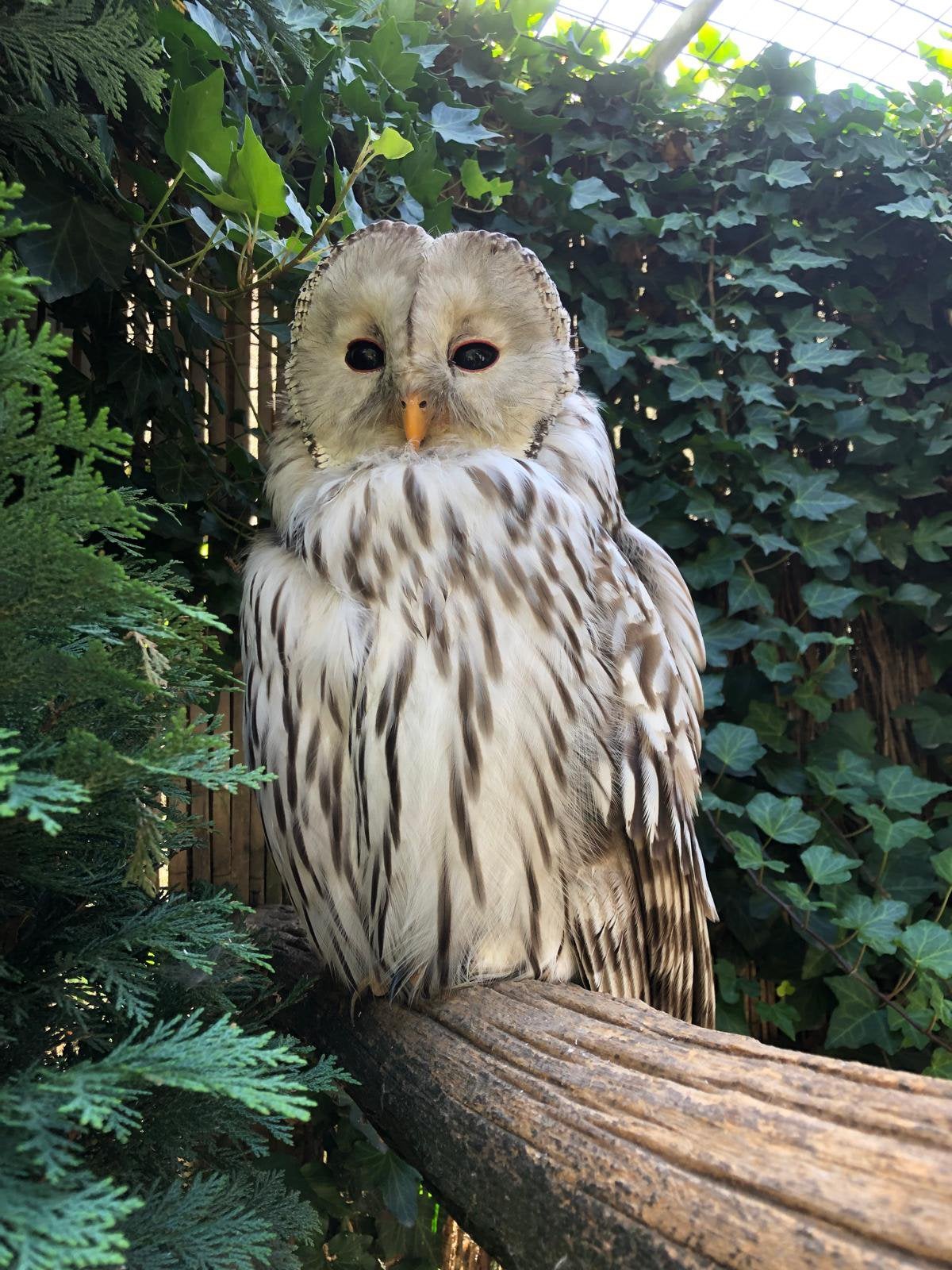 Oeraluilen, Dieren en Toebehoren, Meerdere dieren, Roofvogel
