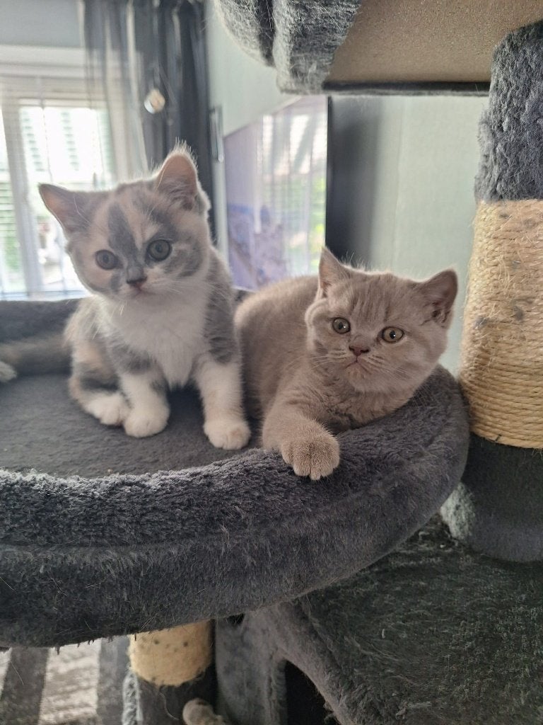 britse korthaar kitten, Dieren en Toebehoren, Katten en Kittens | Raskatten | Korthaar, Poes, Met stamboom, 0 tot 2 jaar