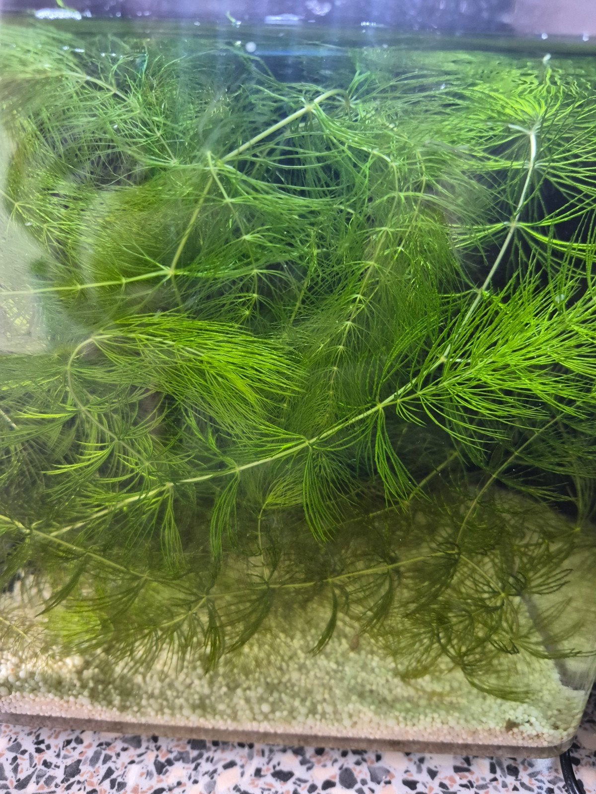 gratis waterpest af te halen. snelgroeiende aquariumplant, Ophalen, Plant(en), Steen of Hout