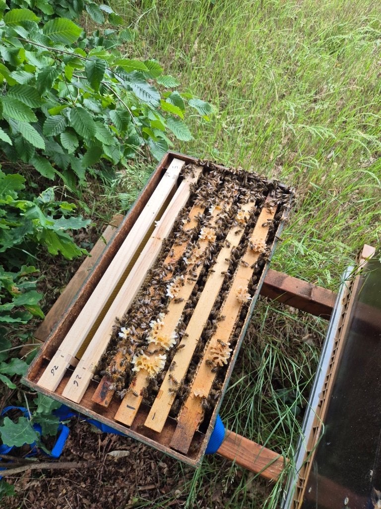 bijenvolk, Dieren en Toebehoren, Insecten en Spinnen, Bijen