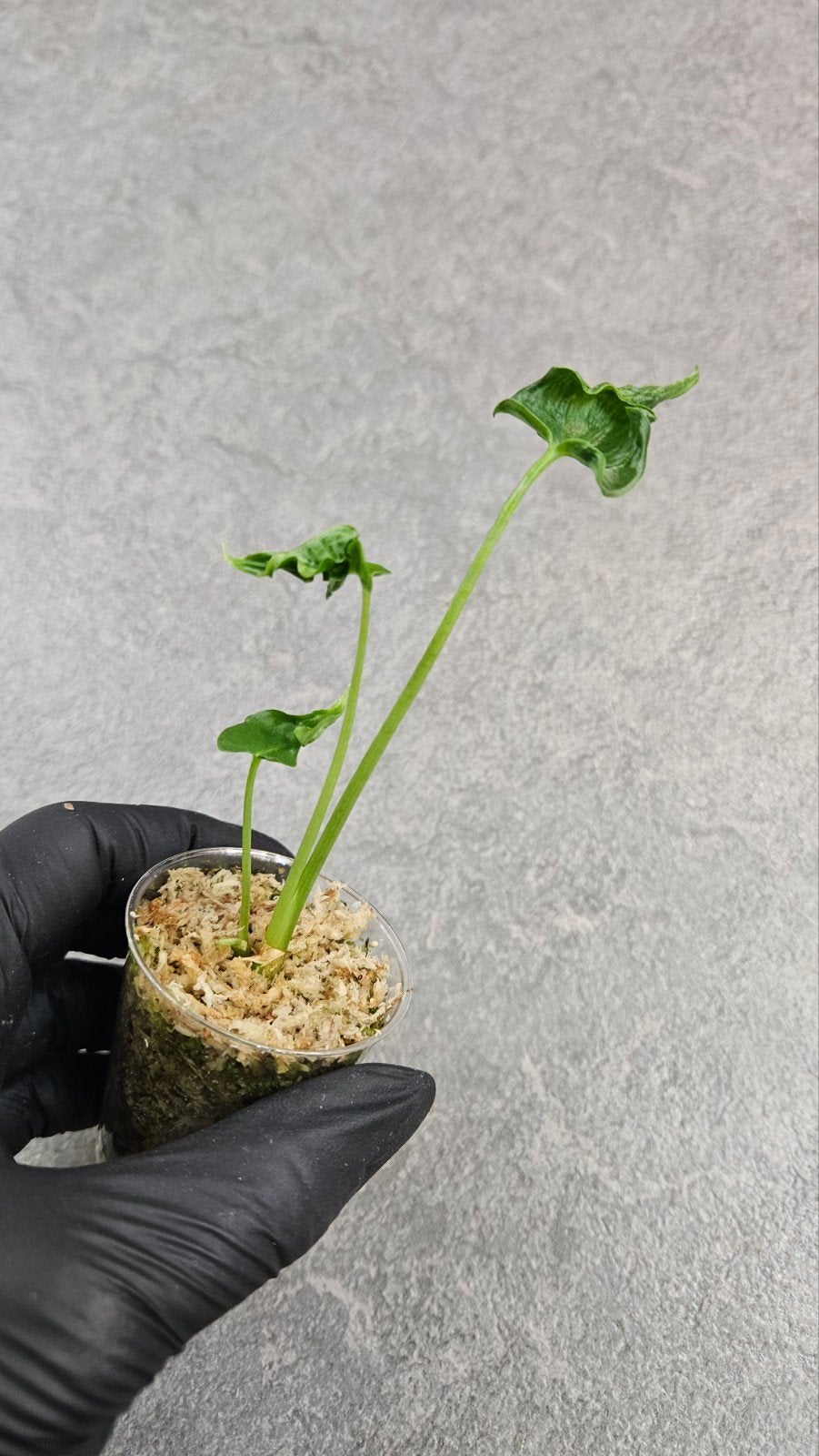 Alocasia Teletubbie, Ophalen of Verzenden, Halfschaduw, Minder dan 100 cm
