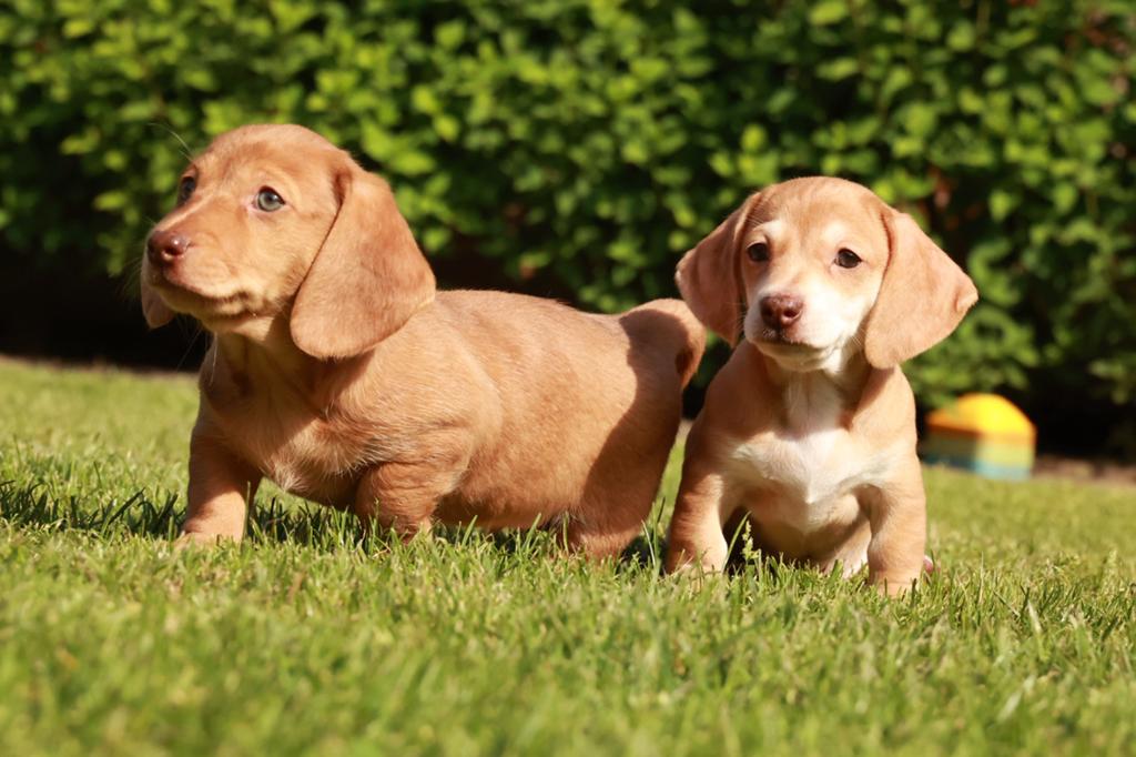 Prachtige dwerg teckel pups korthaar, Parvo, 8 tot 15 weken, Korthaar, Dwerg
