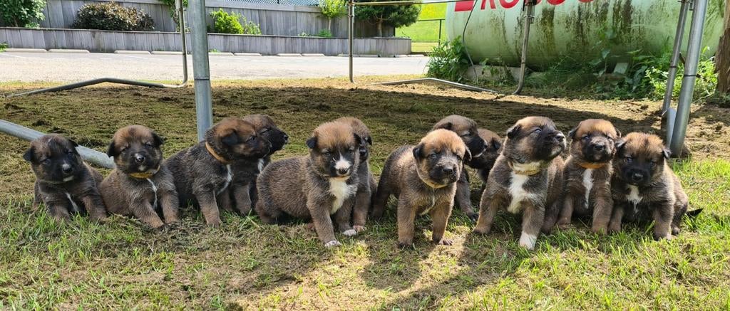 Prachtige Border Collie x Mechelse Herder pups F1, Dieren en Toebehoren, Honden | Herdershonden en Veedrijvers, 8 tot 15 weken