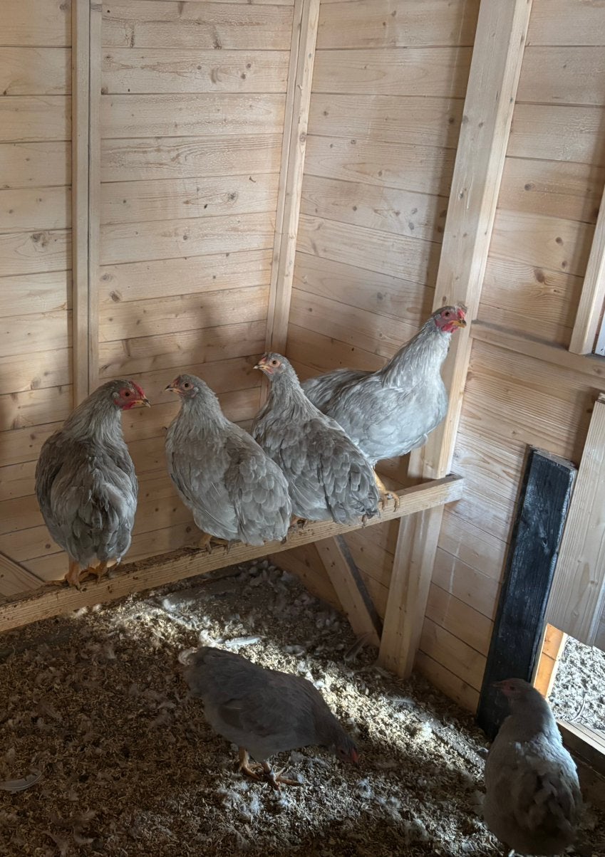 Raszuivere Wyandotte kriel parelgrijs hanen, Dieren en Toebehoren, Pluimvee, Mannelijk, Kip
