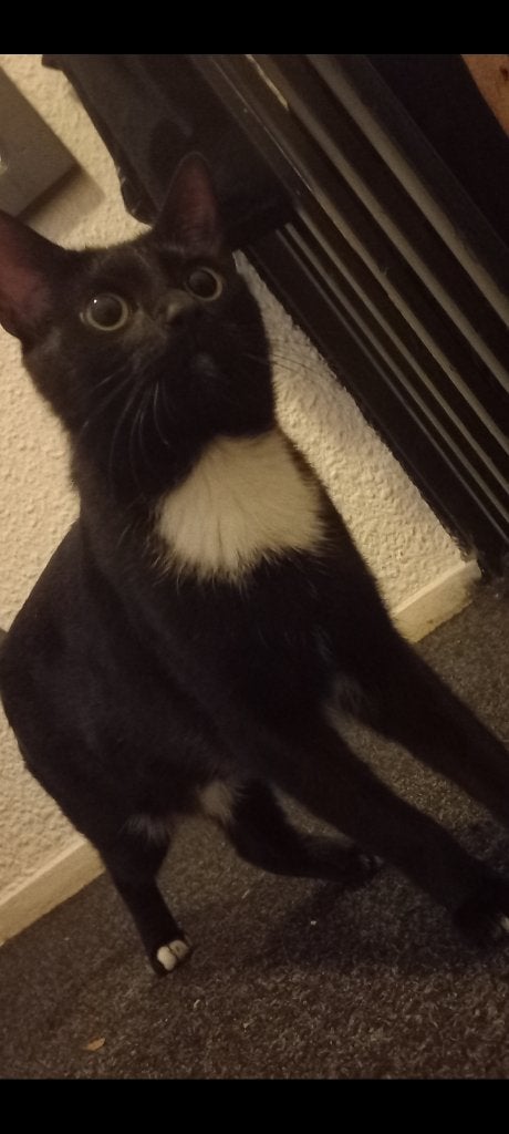Poes blackie, Poes, Kortharig, 0 tot 2 jaar