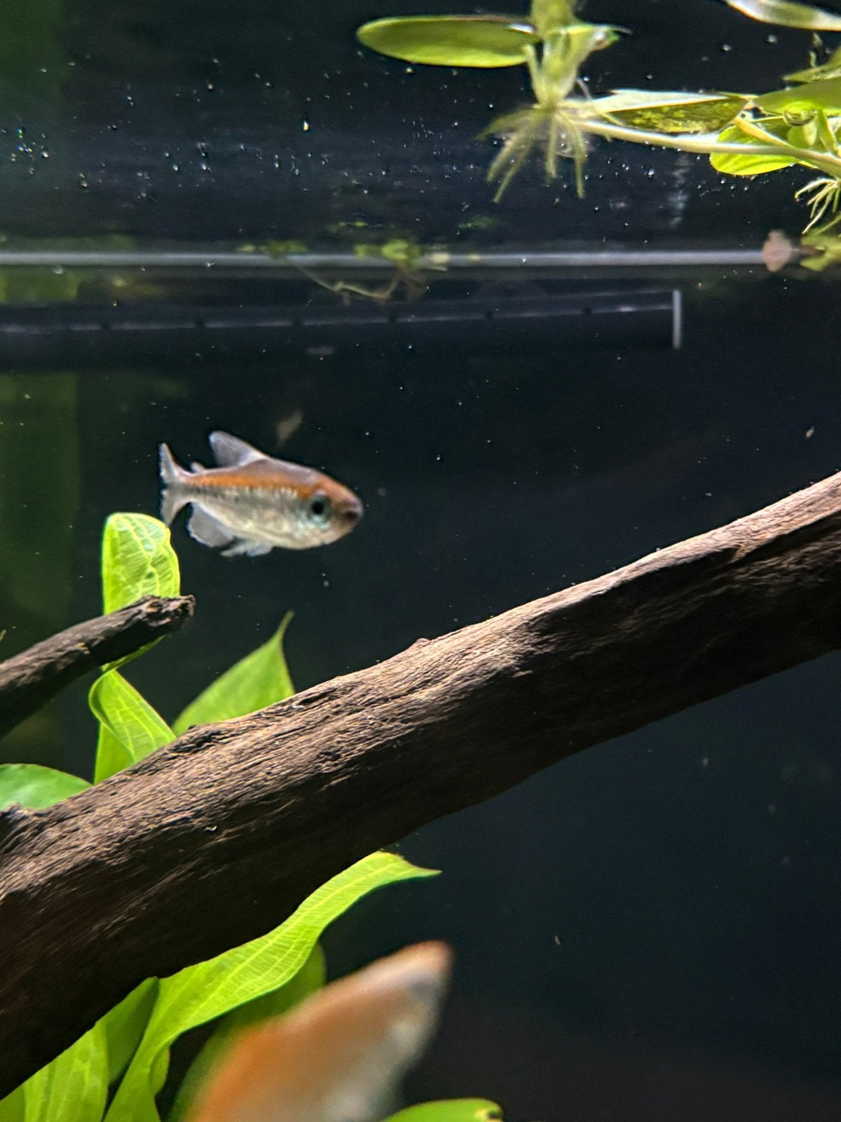 2x congo tetra, Vis, Schoolvis
