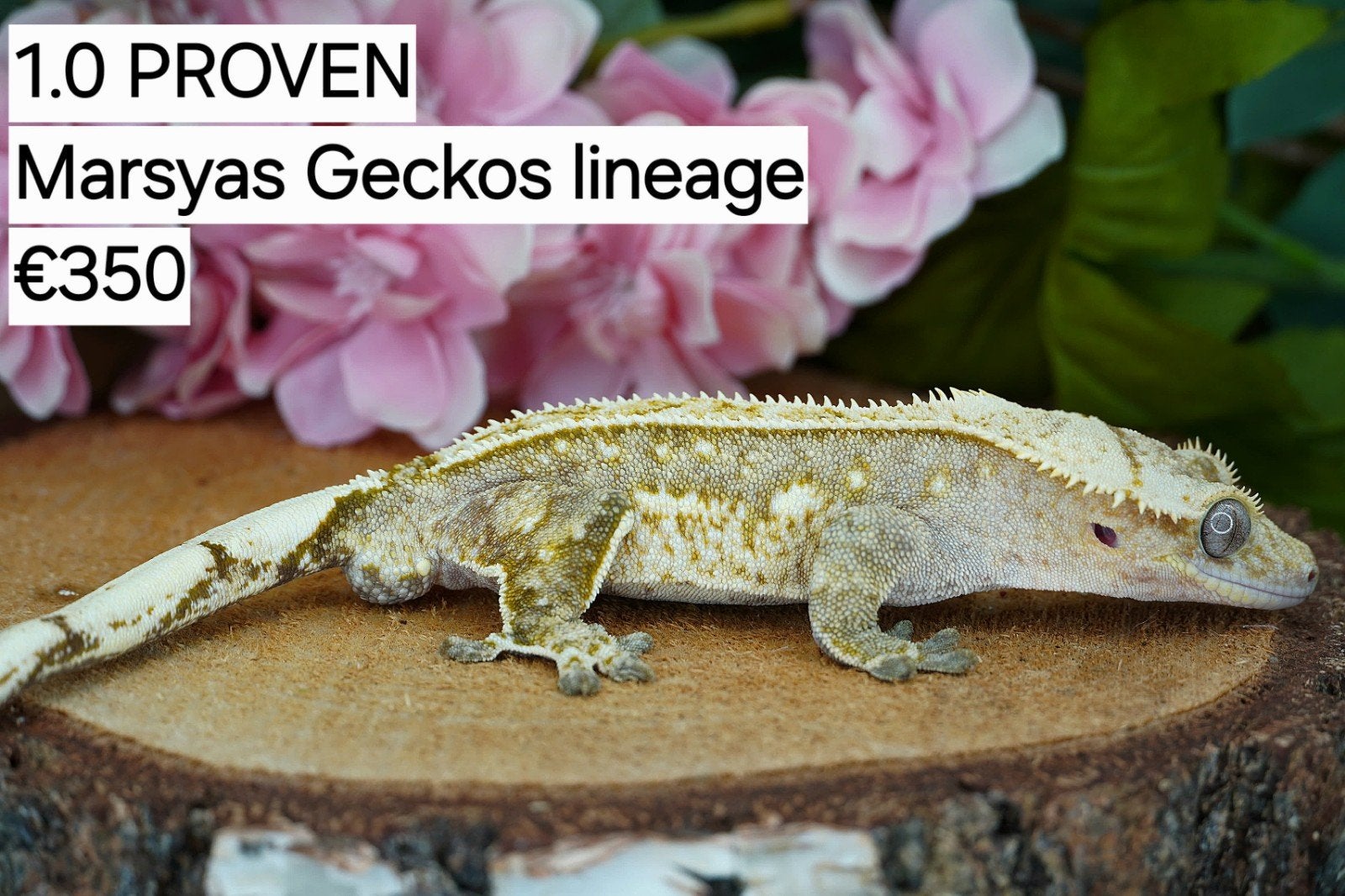 Wimpergekko Man C.Ciliatus, Hagedis, Tam, 3 tot 6 jaar