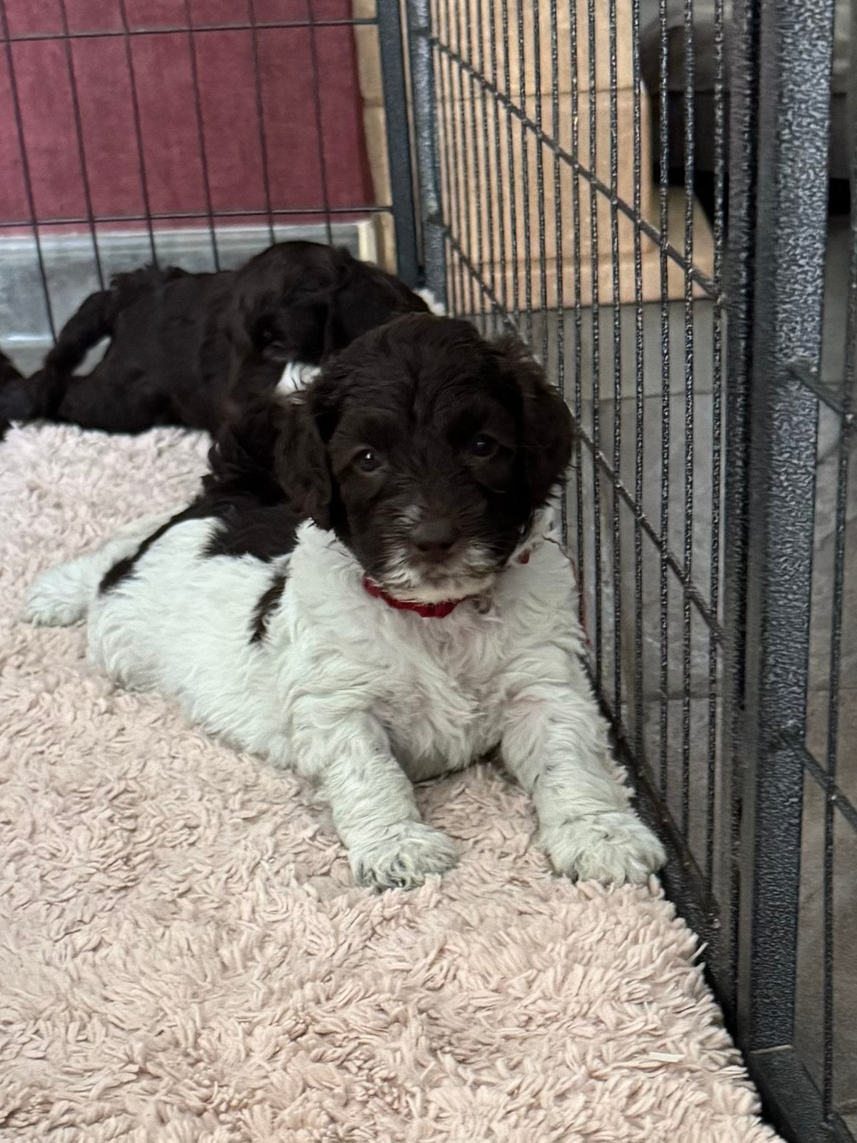 Australian Labradoodle pups bruin en bruin/parti!, Overige rassen, CDV (hondenziekte), 8 tot 15 weken, Meerdere