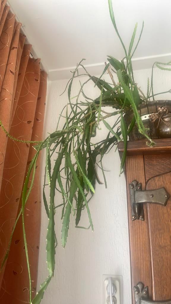 epiphyllum plant (excl pot), Ophalen of Verzenden