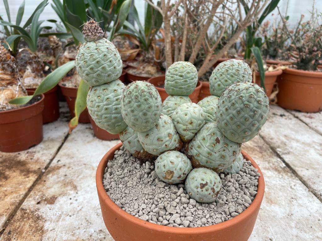 Cactus Tephrocactus Geometricus uit Argentinie potmaat 20cm, Huis en Inrichting, Kamerplanten, Cactus, Minder dan 100 cm, Bloeiende kamerplant