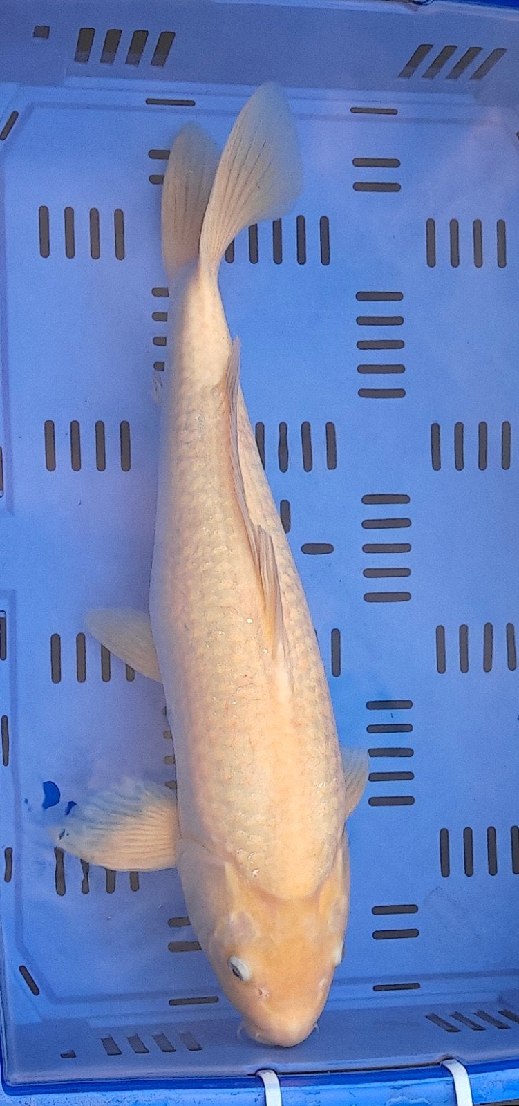 Koi karpers aangeboden i.v.m. uitdunnen vis bestand, Karper of Koi