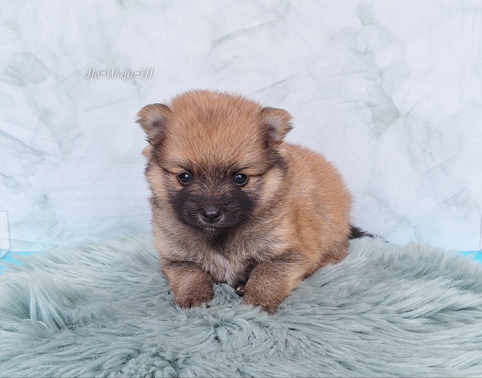 Mellow💙 orange sable Pomsky F1b puppy, Overige rassen, 8 tot 15 weken, Meerdere dieren, Eén hond