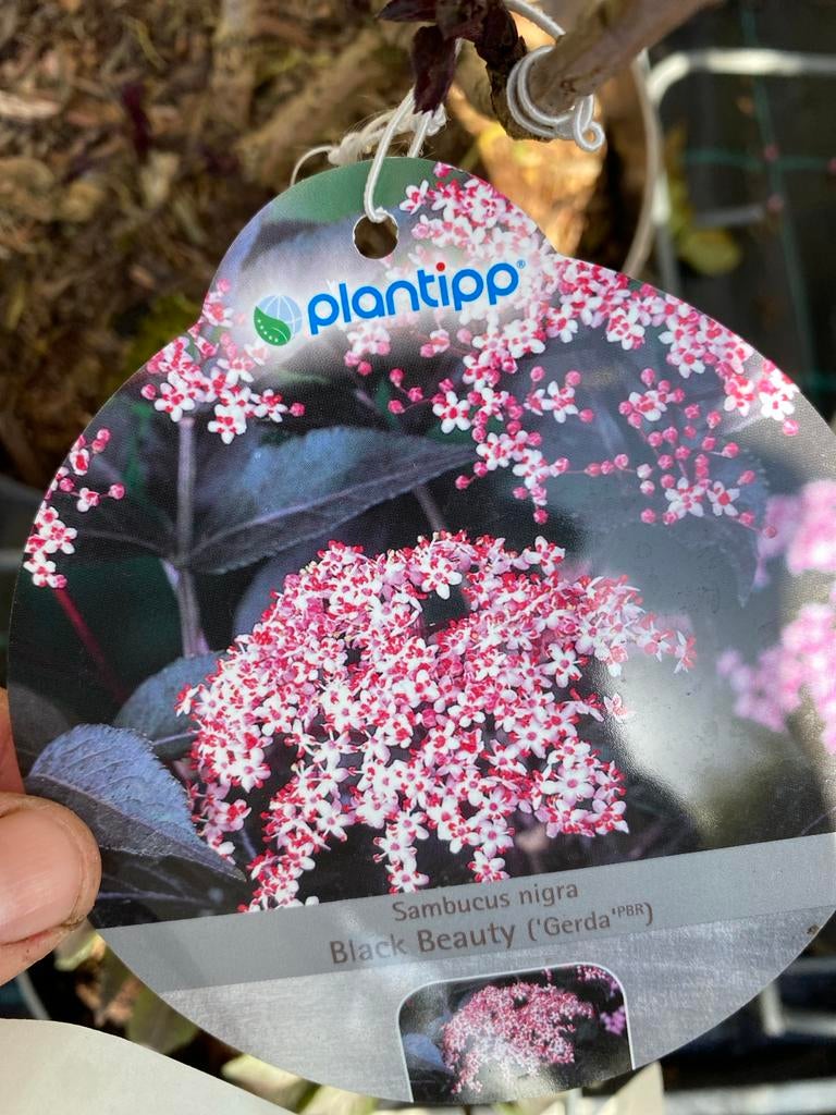 Sambucus nigra 'Black Beauty' - Zwarte Vlier, Tuin en Terras, Planten | Tuinplanten, Volle zon, Vaste plant, Zomer, Ophalen