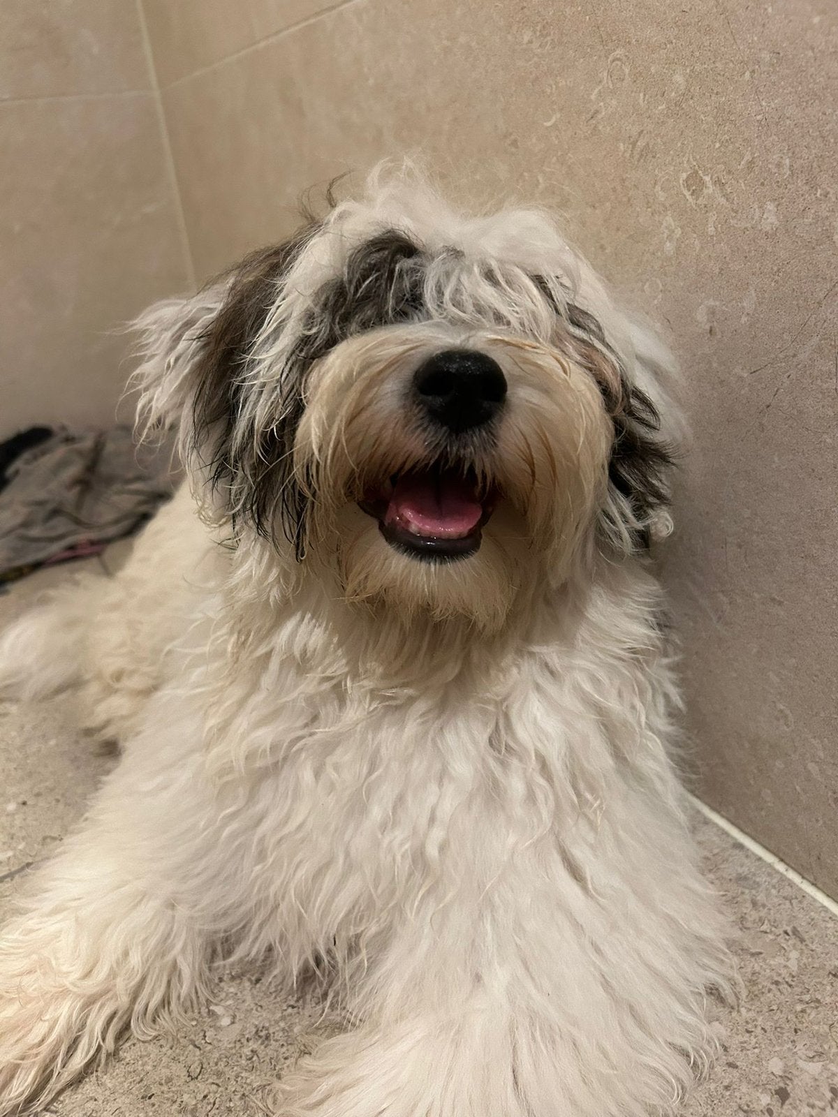 GEZOCHT!!! Vriendje of vriendinnetje voor Ozzy., 15 weken tot 1 jaar, Reu, Eén hond, HCC (leverziekte)