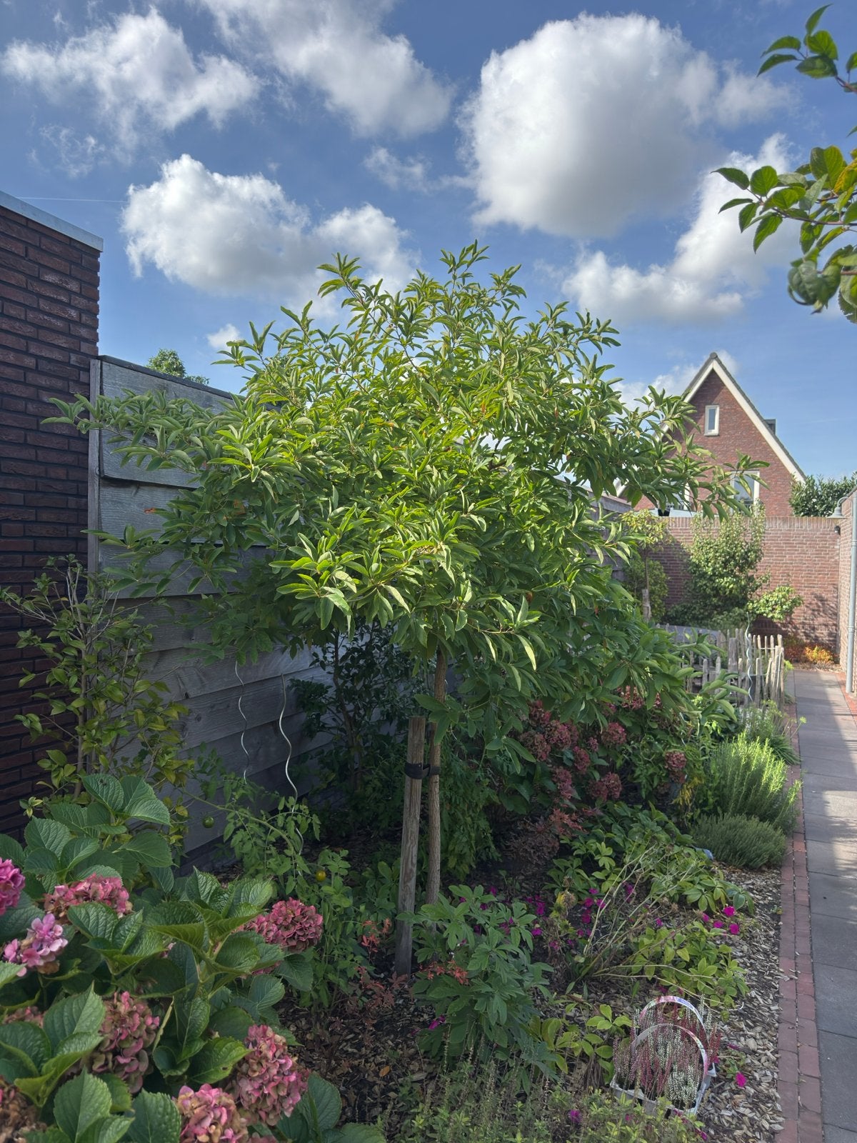 Sassafras (s. Albidum) maat: 15 cm op 1m hoog en 300 cm hoog, Tuin en Terras, Ophalen, Halfschaduw, Overige soorten, Lente