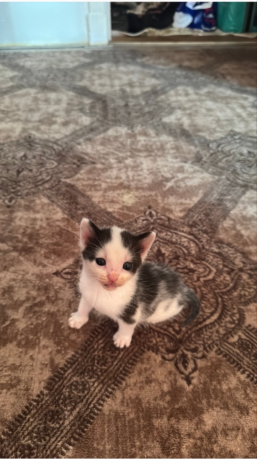 Kittens te koop, Dieren en Toebehoren