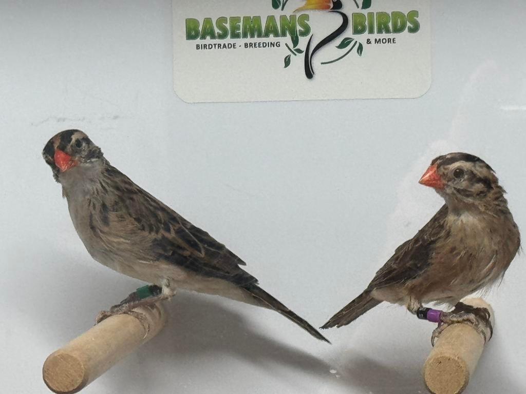 Domenicaner wida - vidua macroura, Dieren en Toebehoren, Mannelijk, Tropenvogel, Geringd