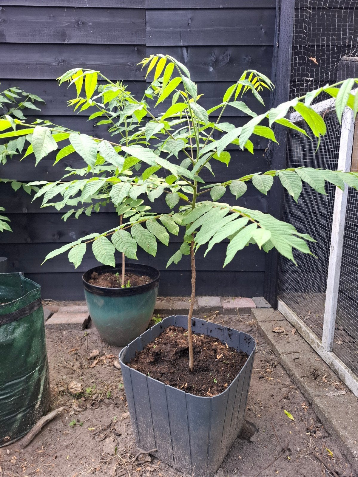 Mooie zwarte walnoot boom, Ophalen, Volle zon, Overige soorten