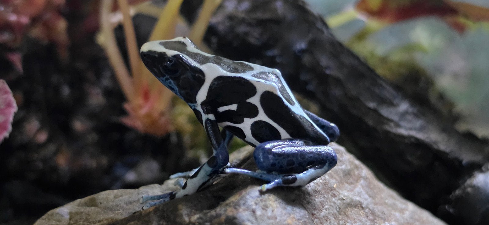 pijlgifkikker Frog photo 5
