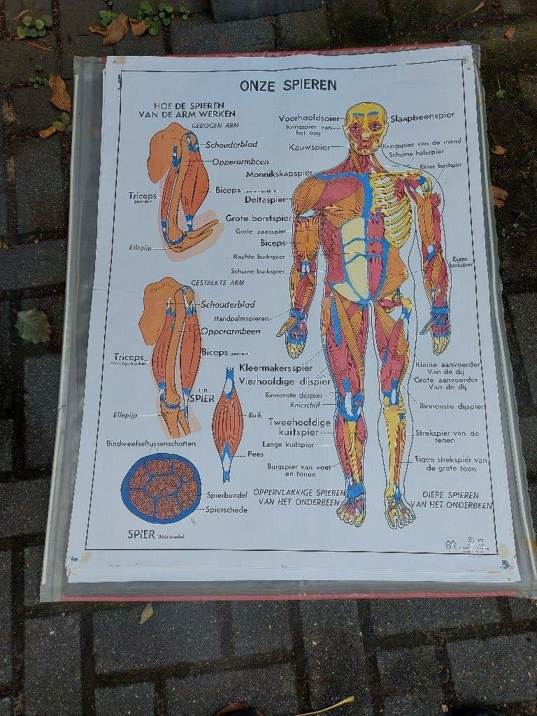 Dubbelzijdige medische schoolplaten, Ophalen of Verzenden, Natuur en Biologie