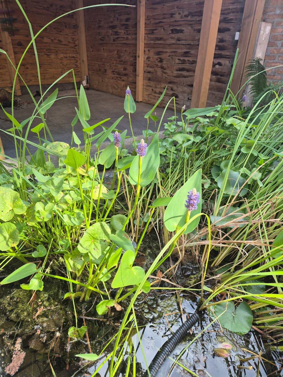 Gratis vijverplanten en goudvis - wordt vandaag uitgegraven!, Tuin en Terras, Ophalen of Verzenden, Gebruikt