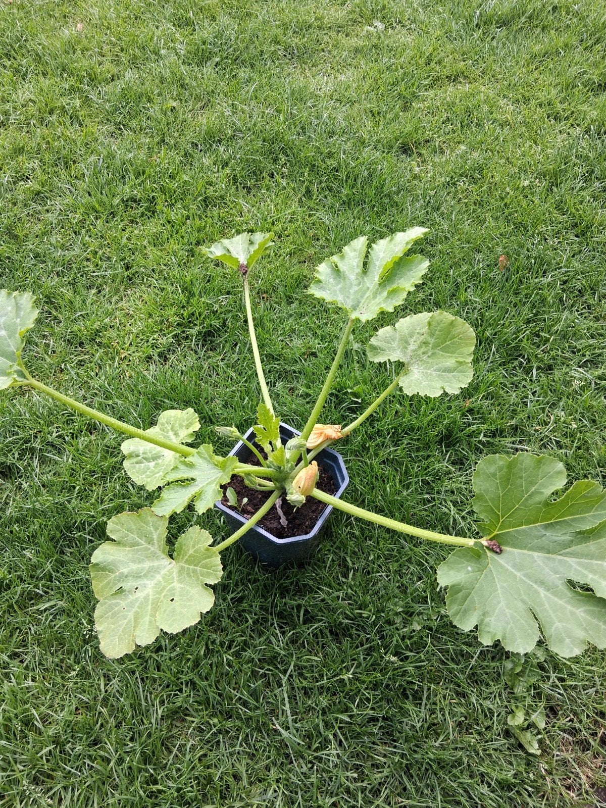 Prachtige courgette planten black bauty, Tuin en Terras, Ophalen of Verzenden, Eenjarig, Overige soorten, Volle zon