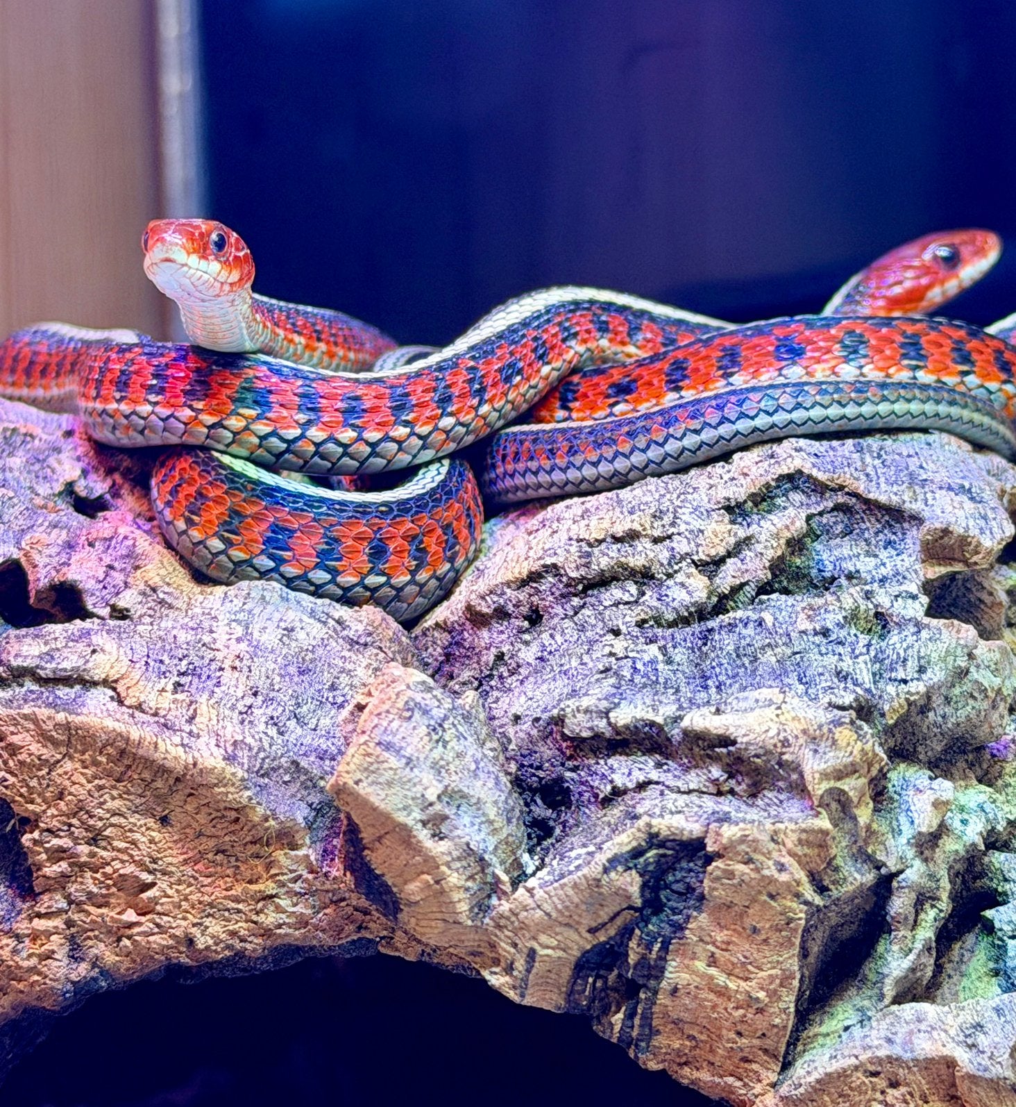 Thamnophis Sirtalis Infernalis 🚹🩵, Dieren en Toebehoren, Reptielen en Amfibieën, Slang, 0 tot 2 jaar