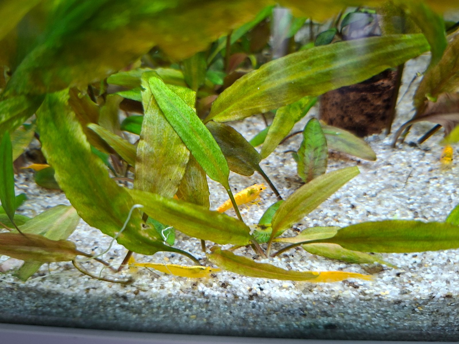 Gele Neocaridina Garnalen, Kreeft, Krab of Garnaal