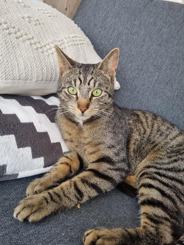 Tommy vermist omgeving Goor, Dieren en Toebehoren, Katten en Kittens | Raskatten | Korthaar, Kater