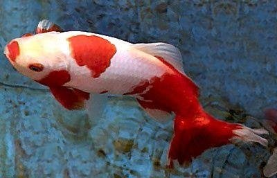 Wakin Goudvis Mix Ca. 7/10 cm - Koidream Valburg, Goudvis(sen)