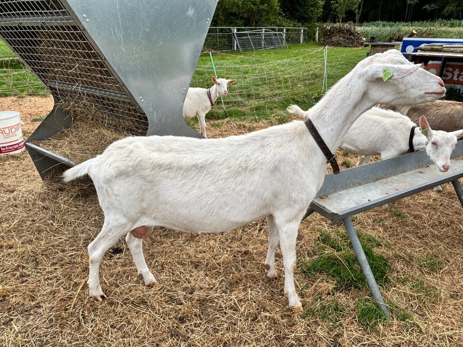 Witte geit, Dieren en Toebehoren, Schapen, Geiten en Varkens, Vrouwelijk, Geit, 3 tot 5 jaar