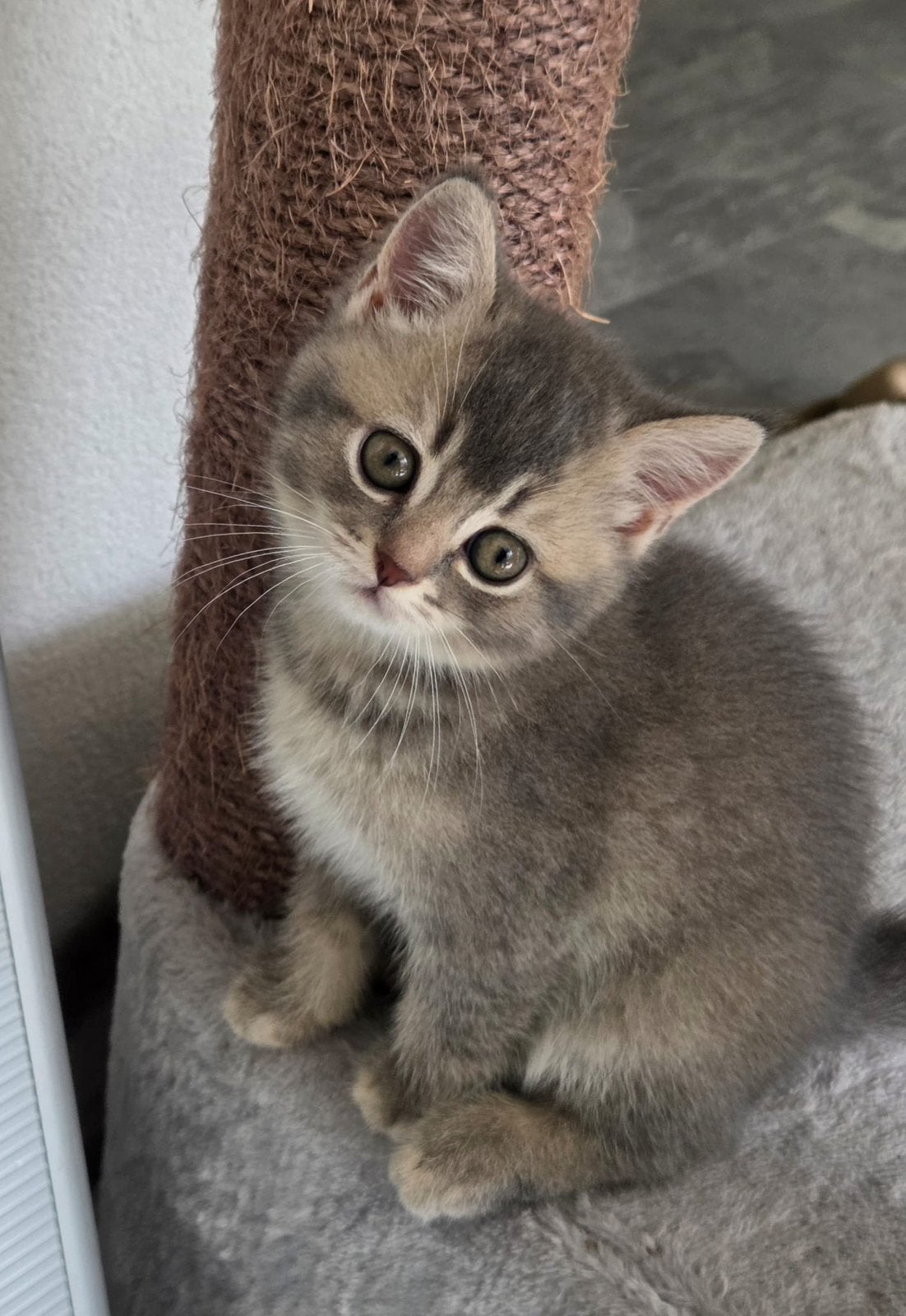 Prachtige raszuivere britse korthaar kittens (blue/golden), Dieren en Toebehoren, Meerdere dieren, Gechipt