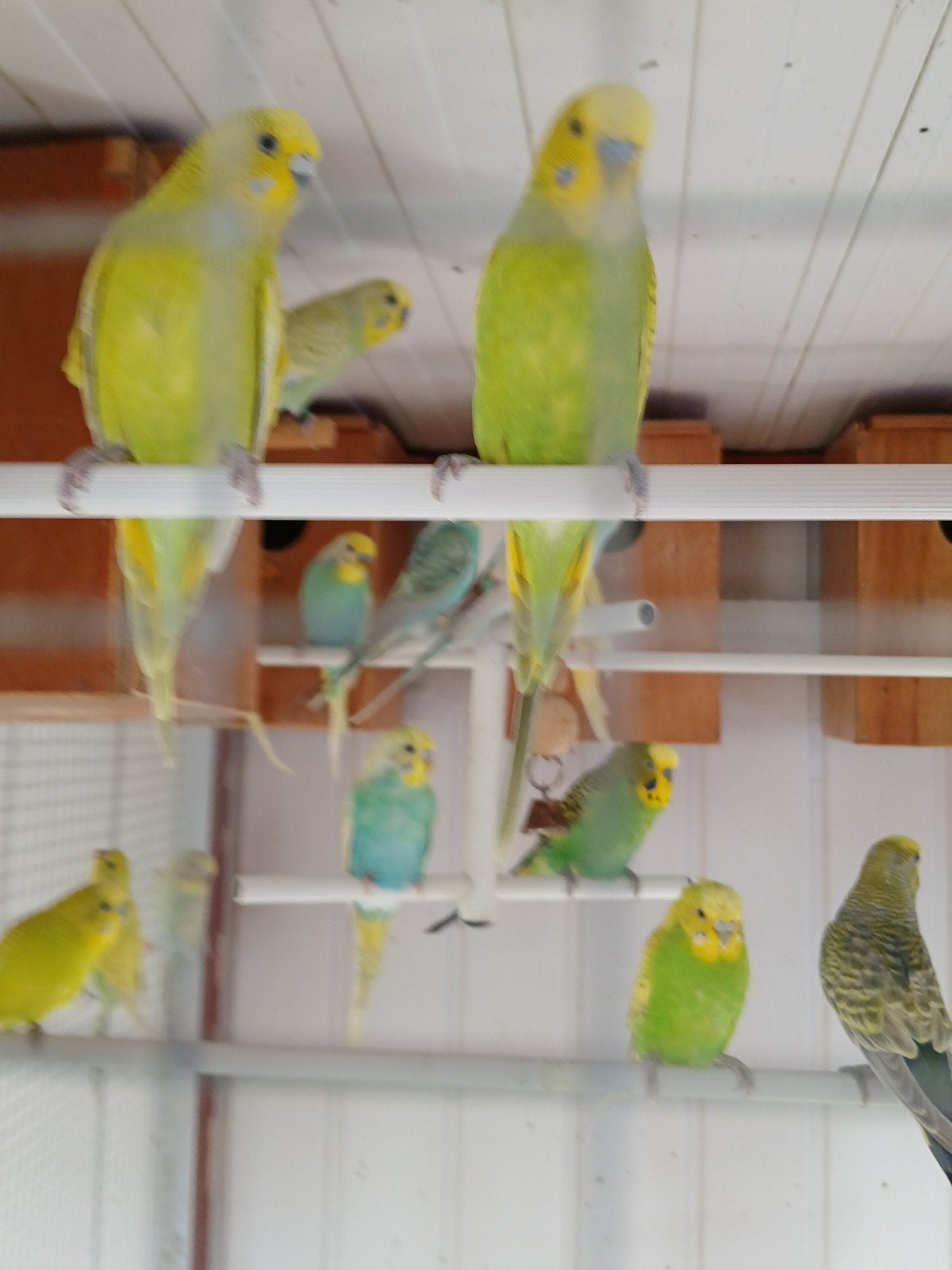 Jonge grasparkieten, Meerdere dieren, Parkiet, Tam